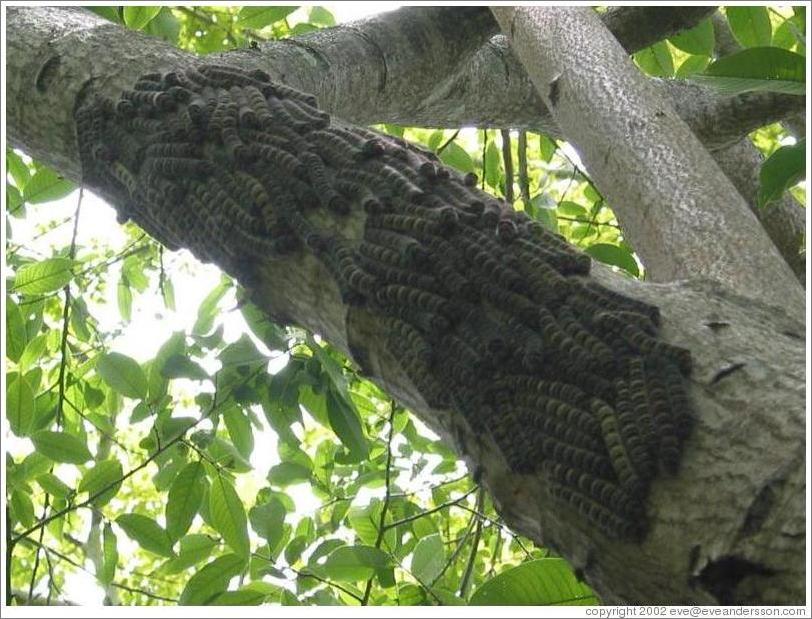 Caterpillars at Hacienda San Lucas.