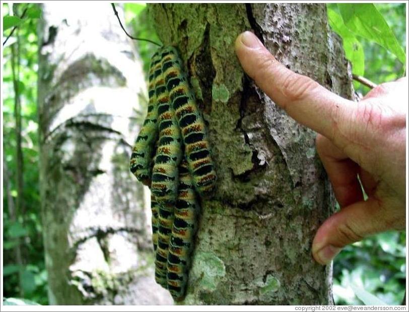 Caterpillars at Hacienda San Lucas.