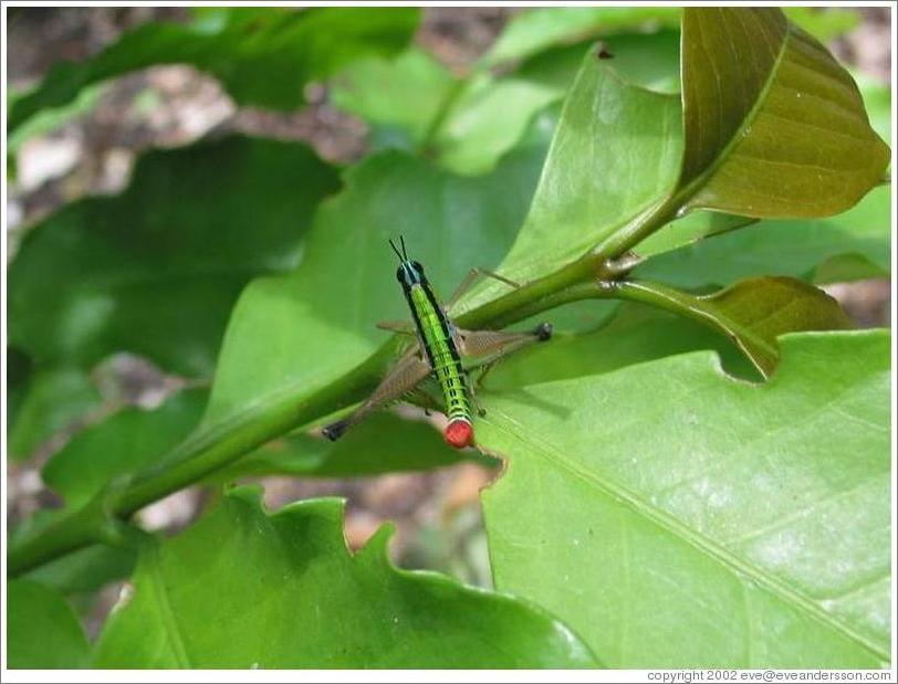 Insect at Hacienda San Lucas.