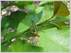 Insect at Hacienda San Lucas.