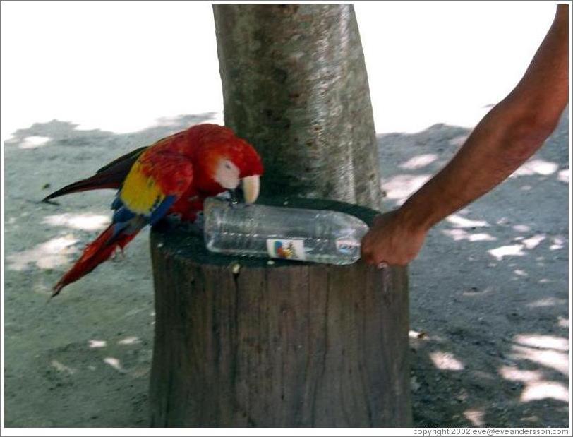Macaw biting water bottle.