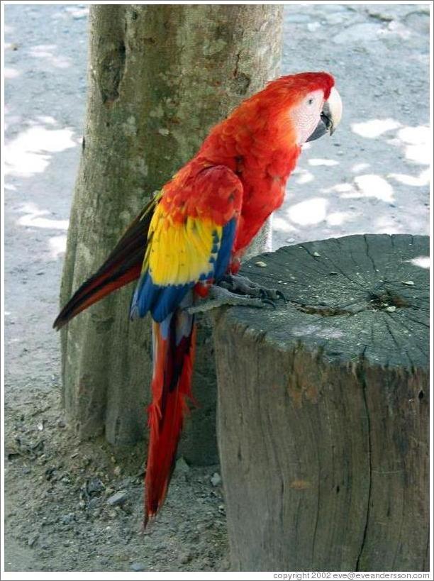 Macaw on stump.