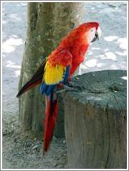 Macaw on stump.