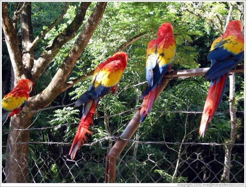 Macaws.