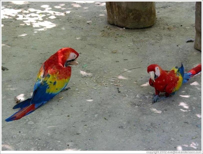 Macaws on ground.
