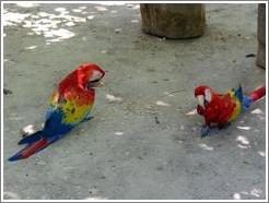 Macaws on ground.