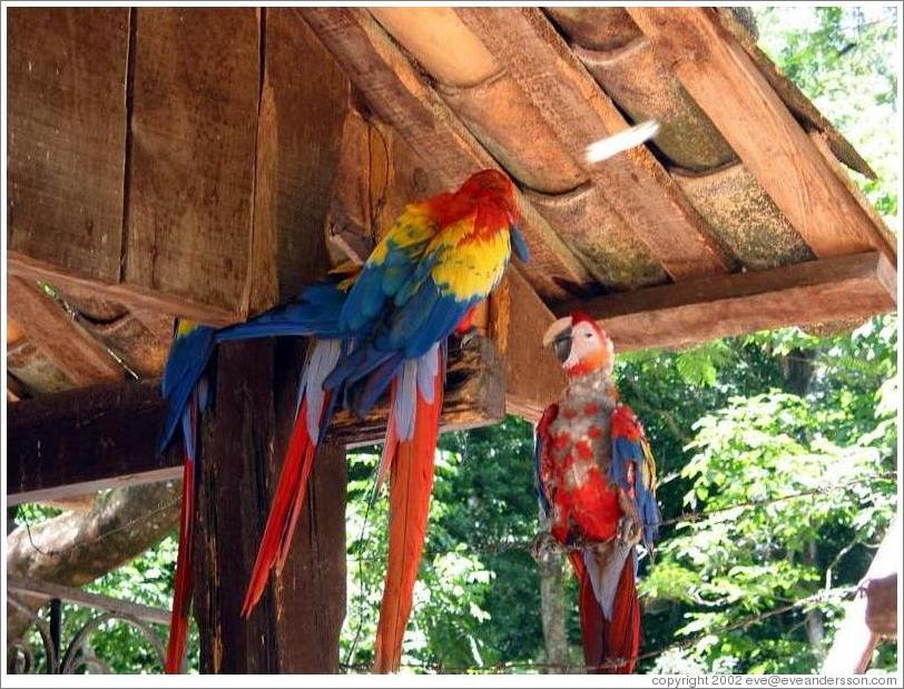 Macaws, one molting.