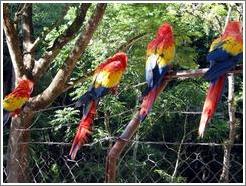 Macaws.