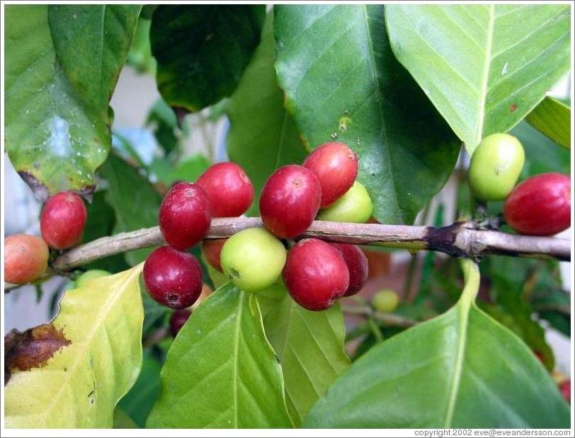 Coffee plant.