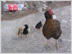 Hen and chicks in town.