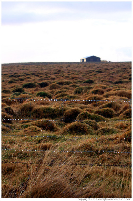 ??fur (hummocks, or mounds of earth) covered by wild grasses.