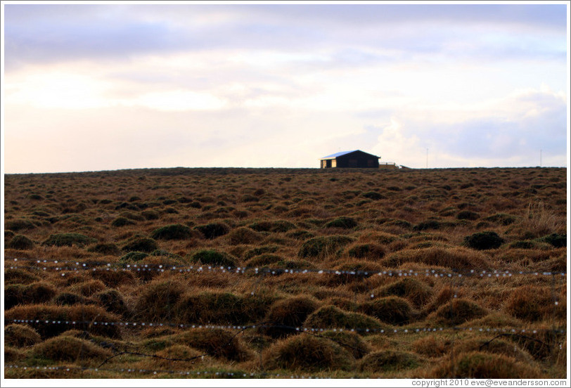 ??fur (hummocks, or mounds of earth) covered by wild grasses.