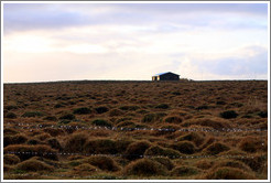 ??fur (hummocks, or mounds of earth) covered by wild grasses.