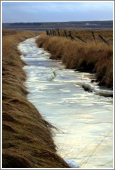 ??fur (hummocks, or mounds of earth) covered by wild grasses, and a frozen drainage ditch.