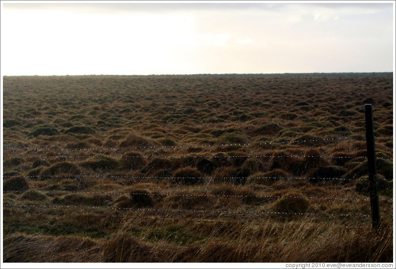 ??fur (hummocks, or mounds of earth) covered by wild grasses.