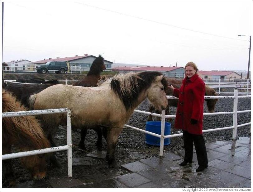 Icelandic horses are typically short but sturdy.