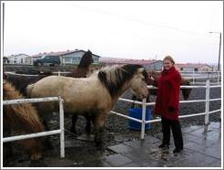 Icelandic horses are typically short but sturdy.