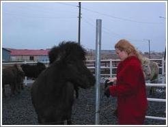 Icelandic horses are typically short but sturdy.