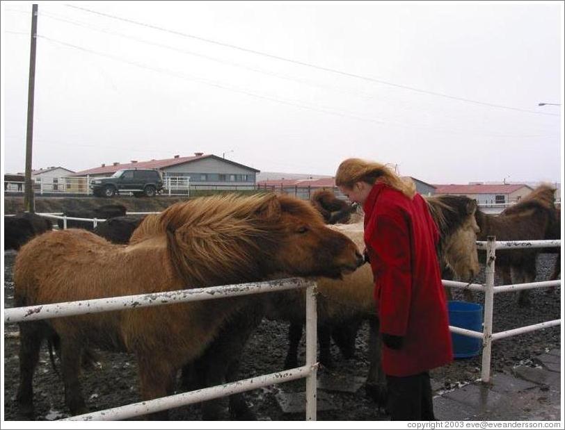 Icelandic horses are typically short but sturdy.