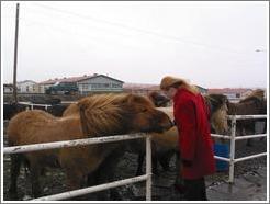 Icelandic horses are typically short but sturdy.