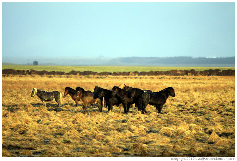 Icelandic horses standing on ??fur (hummocks, or mounds of earth) covered by wild grasses.
