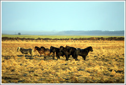 Icelandic horses standing on ??fur (hummocks, or mounds of earth) covered by wild grasses.