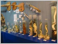 Phallological Museum specimens.