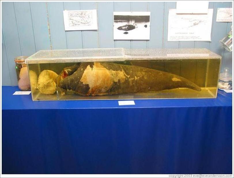 Phallological Museum, sperm whale specimen.