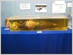 Phallological Museum, sperm whale specimen.