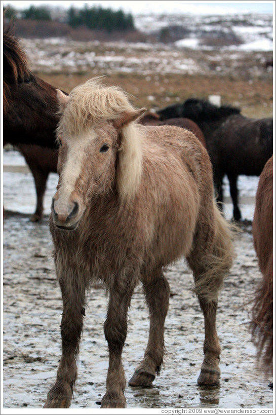 Icelandic horse.