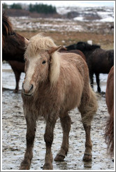 Icelandic horse.