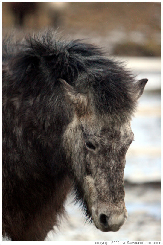 Icelandic horse.