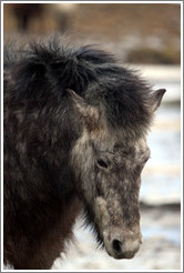 Icelandic horse.