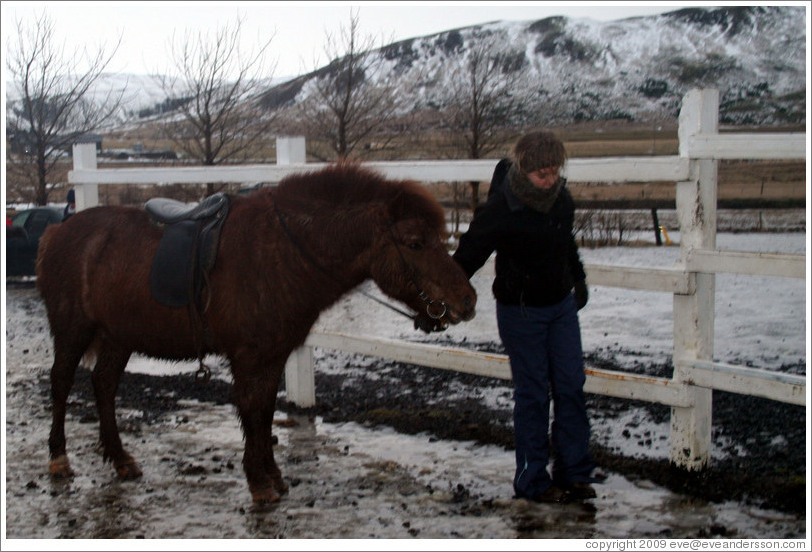 girl and horse. Girl and Icelandic horse.