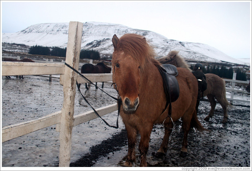 Icelandic horse.