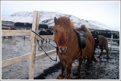 Icelandic horse.