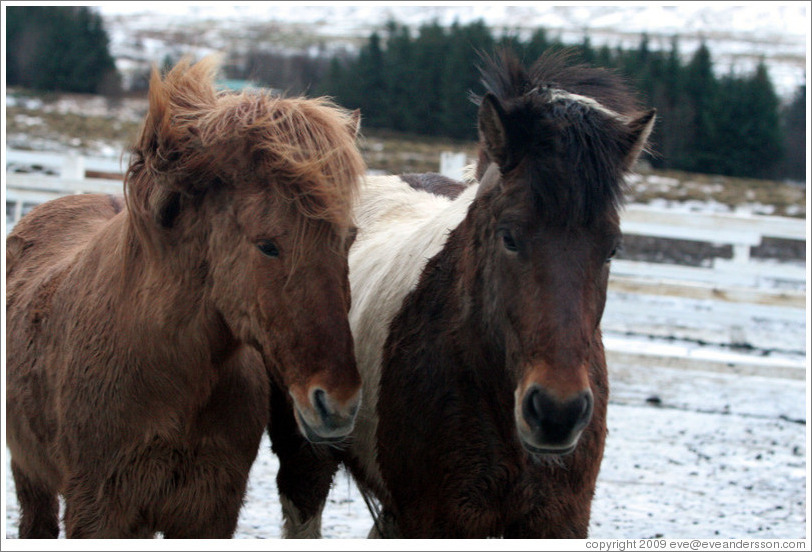 Icelandic horses.
