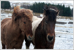 Icelandic horses.