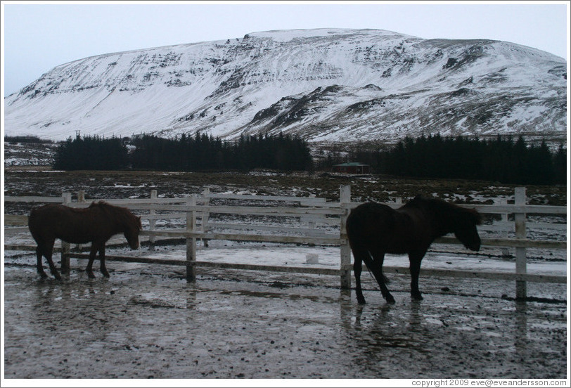 Icelandic horses in front of snow-covered butte.