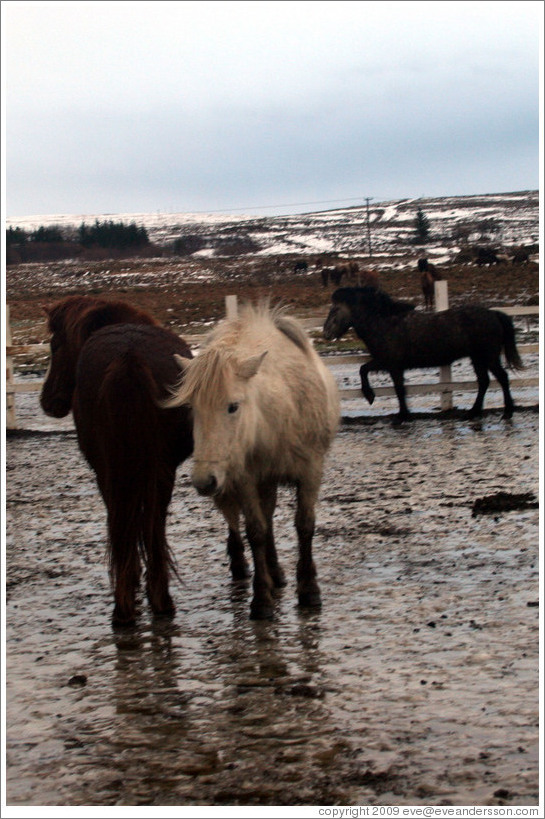 Icelandic horses.