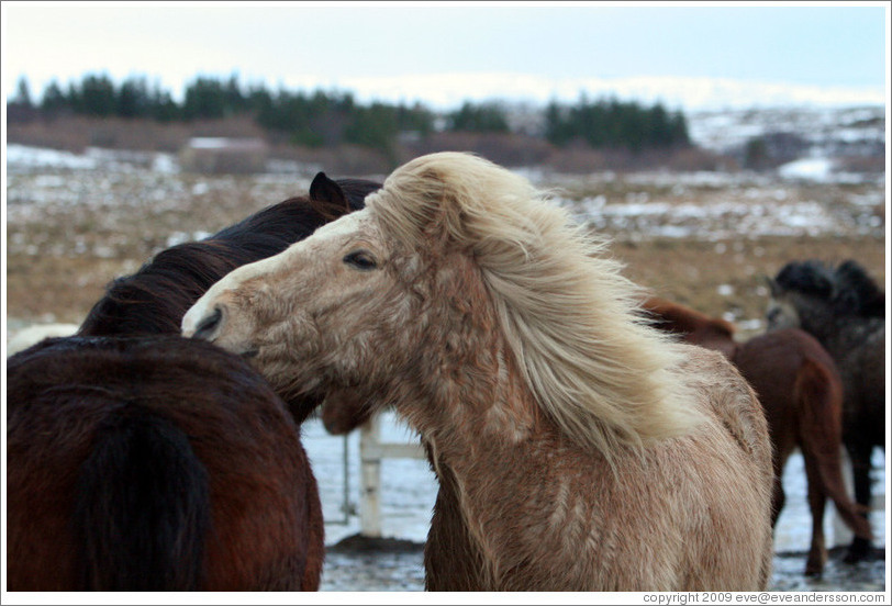 Icelandic horses.