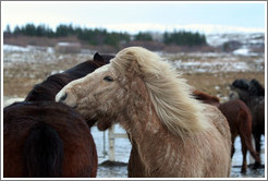 Icelandic horses.