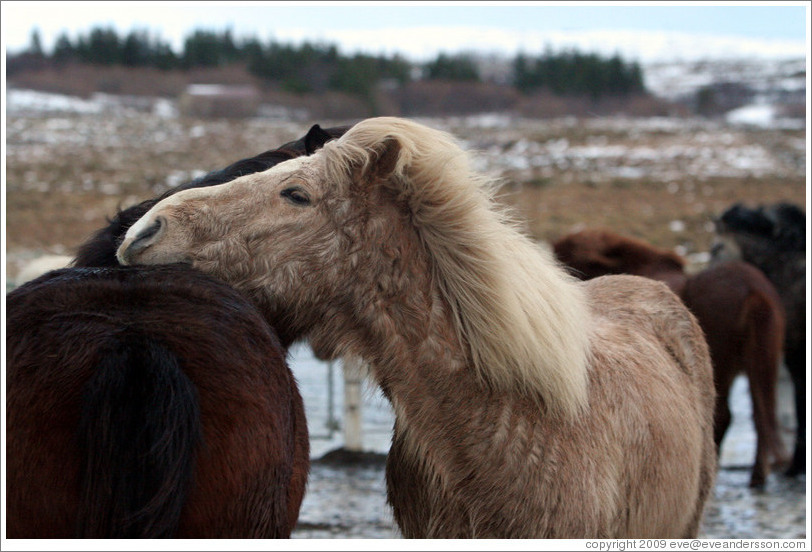 Icelandic horses.