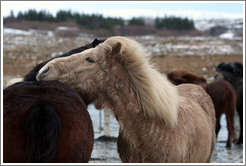 Icelandic horses.