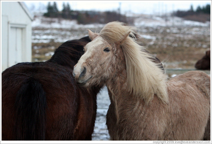 Icelandic horses.