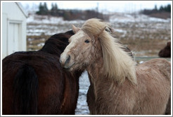 Icelandic horses.