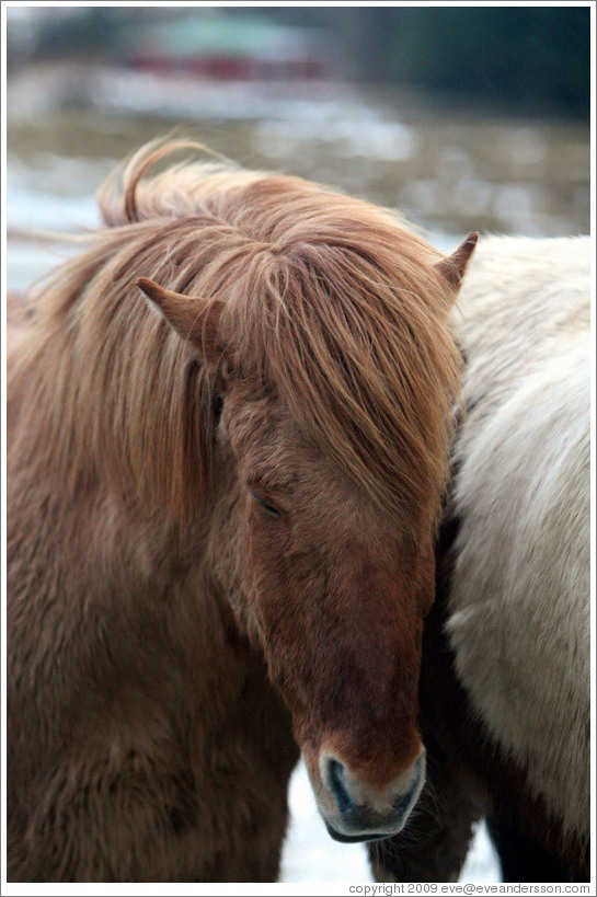 Icelandic horses.