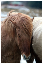 Icelandic horses.