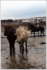 Icelandic horses.