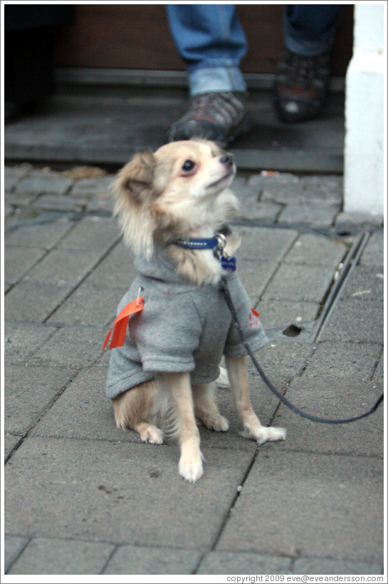 Reykjavik protest.  Dog wearing orange ribbon.